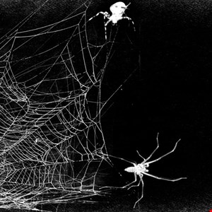 Over 500 Scattered Spider Phishing Domains Poised to Target Multiple Industries –