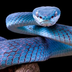 AttackFeed by Joe Wagner | UNK_SmudgedSerpent Targets Academics With Political Lures -