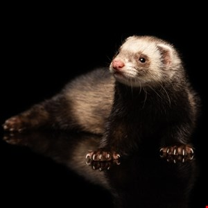 New FlexibleFerret Malware Chain Targets macOS With Go Backdoor –