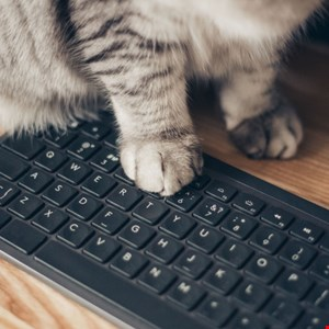 Multi-Stage “BadPaw” Malware Campaign Targets Ukraine –