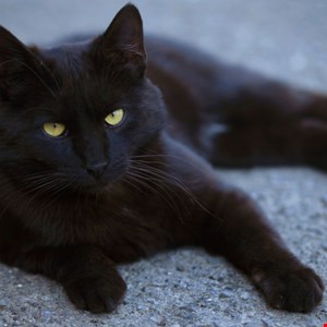 Former Ransomware Negotiator Pleads Guilty to Working For BlackCat Cyber Gang –